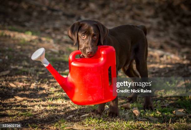 chocolate labrador retriever and watering can - watering can stock pictures, royalty-free photos & images