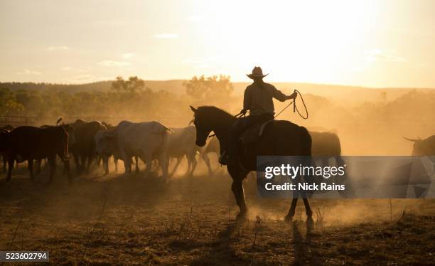 mustering, kimberley, western australia - cowboy foto e immagini stock