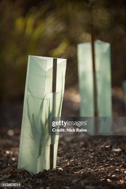 bush regeration - reforestation stock pictures, royalty-free photos & images