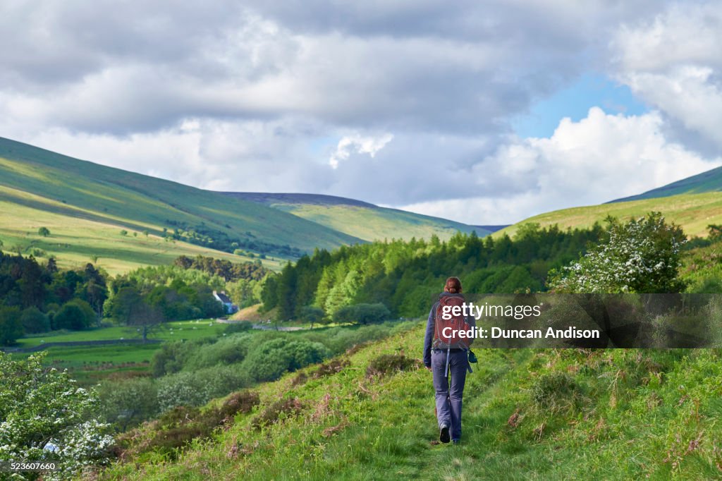 Cheviot Hills