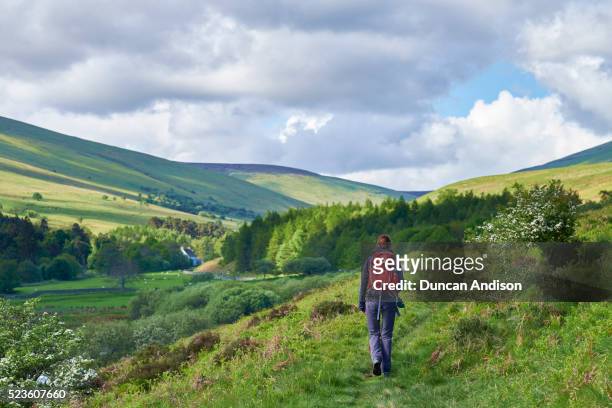 cheviot hills - northumberland stock pictures, royalty-free photos & images