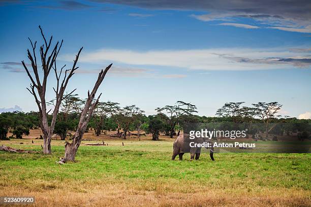 elephant at sunset in the savannah - nanyuki stock pictures, royalty-free photos & images