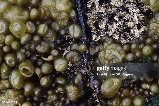 intertidal kelp - green algae stock pictures, royalty-free photos & images
