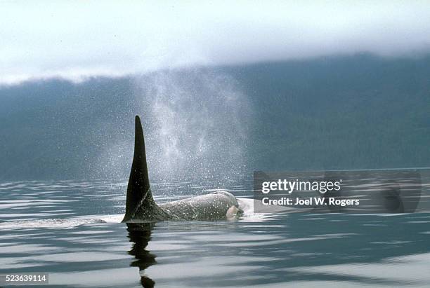 orca whale surfacing - inside passage stock-fotos und bilder