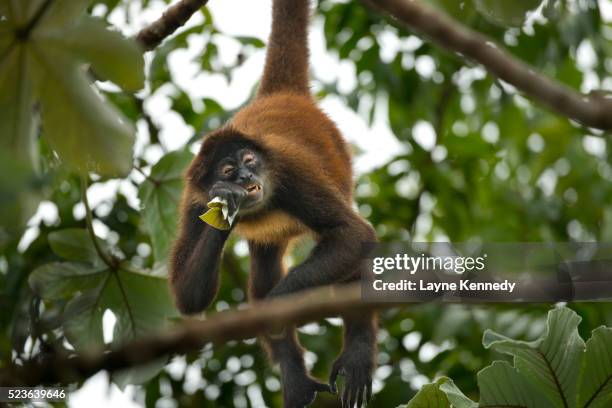 spider monkey-costa rica - spider monkey stock pictures, royalty-free photos & images