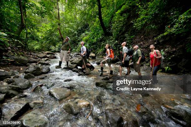 eco tourists hike a rain forest trail along the osa peninsula, cos - eco tourism foto e immagini stock