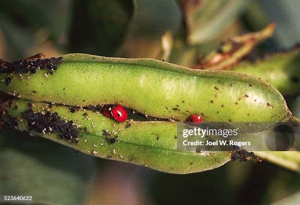 aphids and ladybugs on string beans - aphid stock pictures, royalty-free photos & images