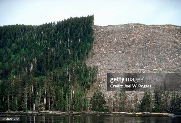 clearcutting on lyell island - ontbossing stockfoto's en -beelden