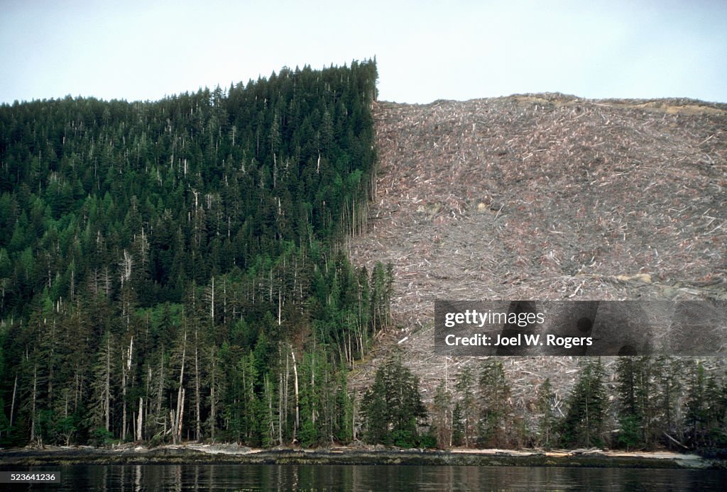 Clearcutting on Lyell Island