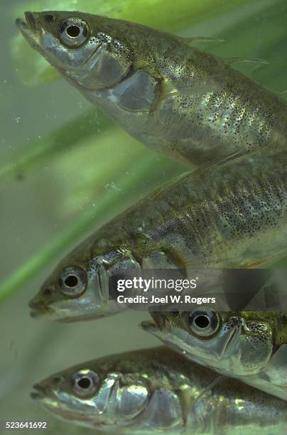 stickleback fry - stickleback fish stock pictures, royalty-free photos & images