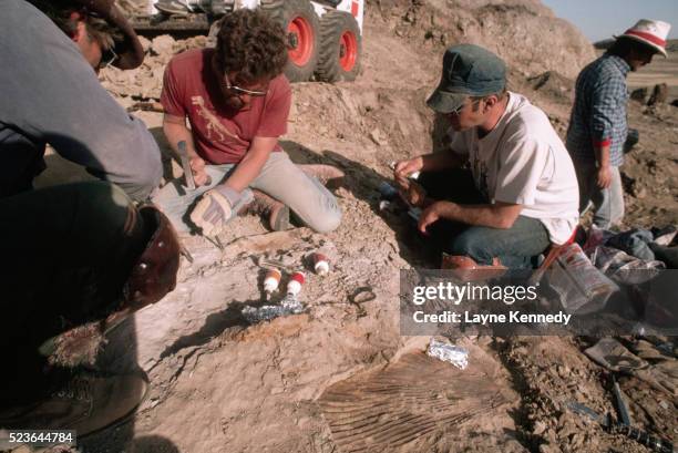 peter larson at fossil dig site - palaeontologist stock pictures, royalty-free photos & images