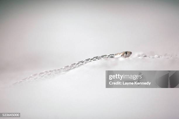 bullsnake slithering in the dirt - bull snake stockfoto's en -beelden