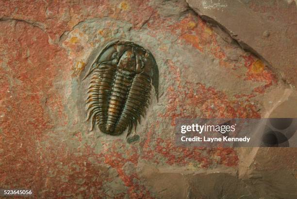 fossilized trilobite - remains ストックフォトと画像