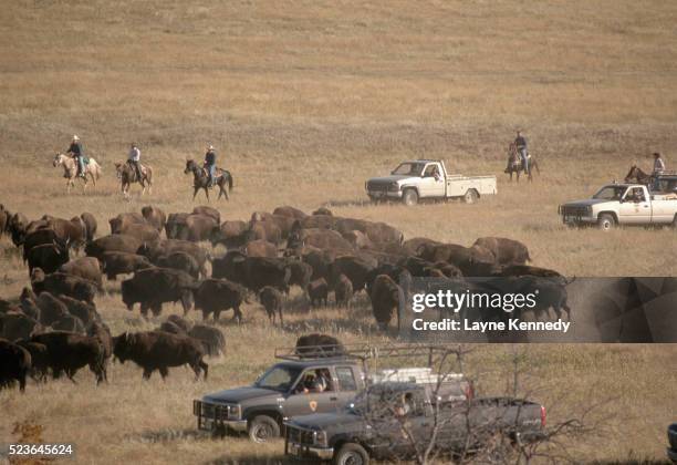 annual bison roundup at custer state park - herding stock pictures, royalty-free photos & images