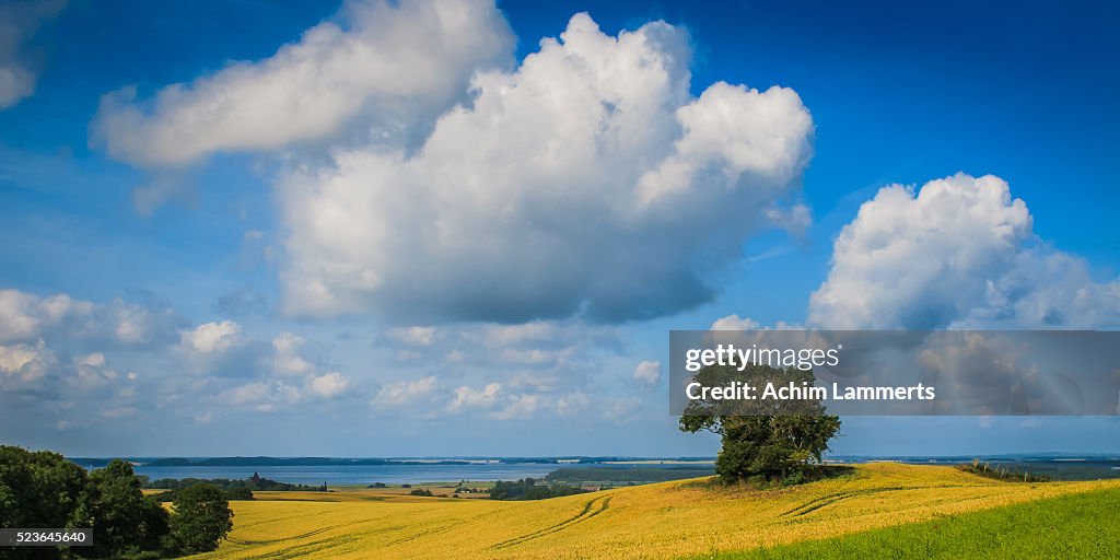 Rügen (Ruegen), landscape with solitary tree against  blue cloudy sky