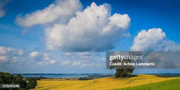 rügen (ruegen), landscape with solitary tree against  blue cloudy sky - achim lammerts stock pictures, royalty-free photos & images