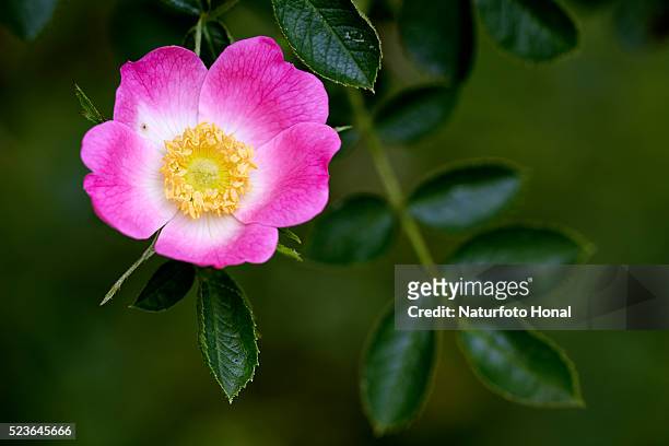 sweet briar - rosa eglanteria stock pictures, royalty-free photos & images
