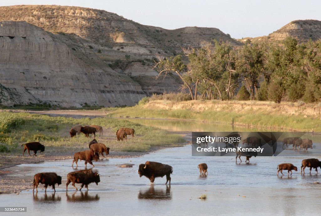 Bison Wading in River