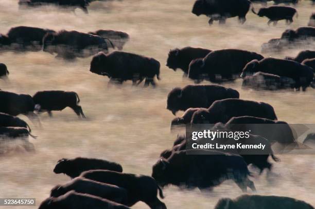 bison herd stampeding - custer state park stock pictures, royalty-free photos & images