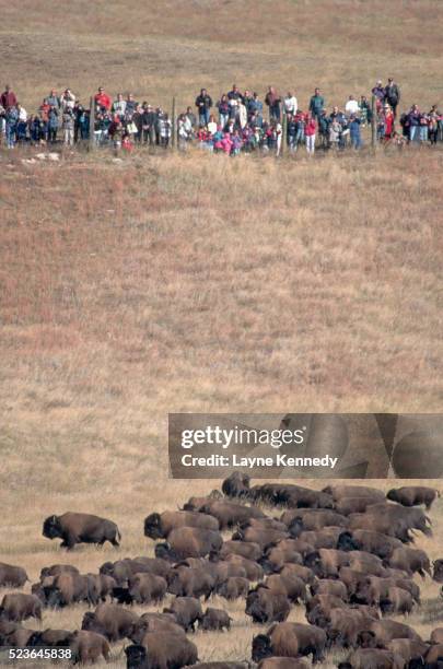 spectators watching bison roundup - custer state park stock pictures, royalty-free photos & images
