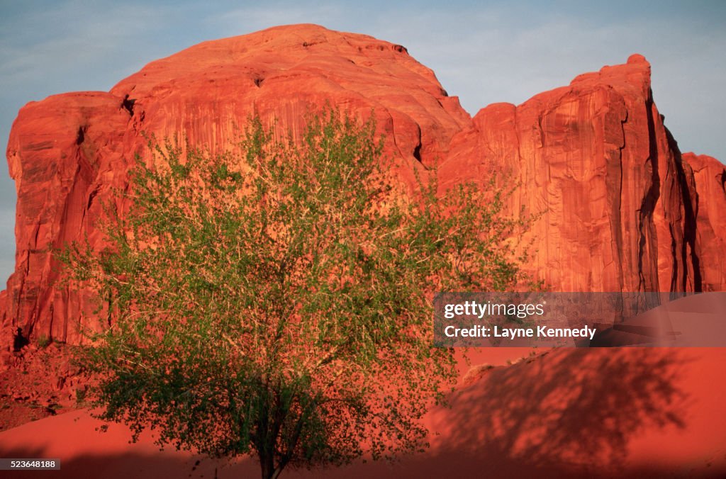 Cottonwood Beside Sandstone Pinnacle