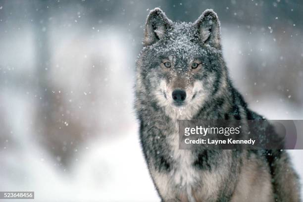 minnesota timber wolf - lobo fotografías e imágenes de stock