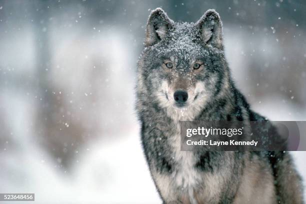 minnesota timber wolf - wolfs stock pictures, royalty-free photos & images