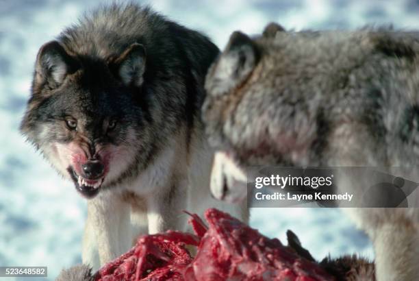 alpha wolf asserting his position - growling wolf stock pictures, royalty-free photos & images