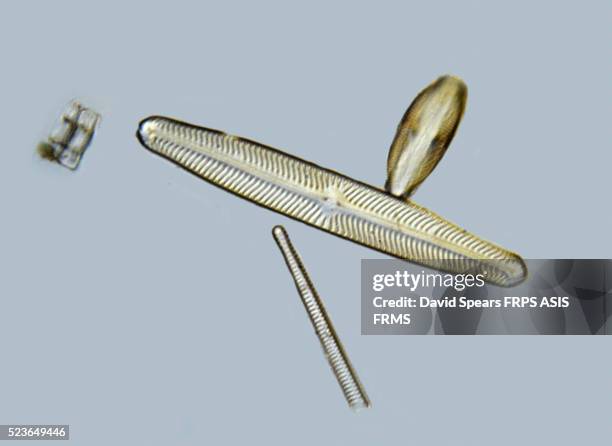 micrograph of a diatom test - diatom stock pictures, royalty-free photos & images