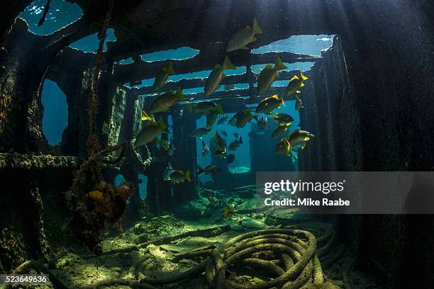 hiding in a shipwreck - shipwreck stock pictures, royalty-free photos & images