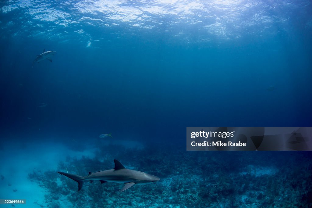 Caribbean Reef Sharks on the prowl