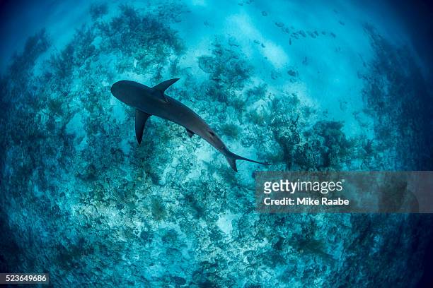 caribbean reef sharks on the prowl - reef shark stock pictures, royalty-free photos & images