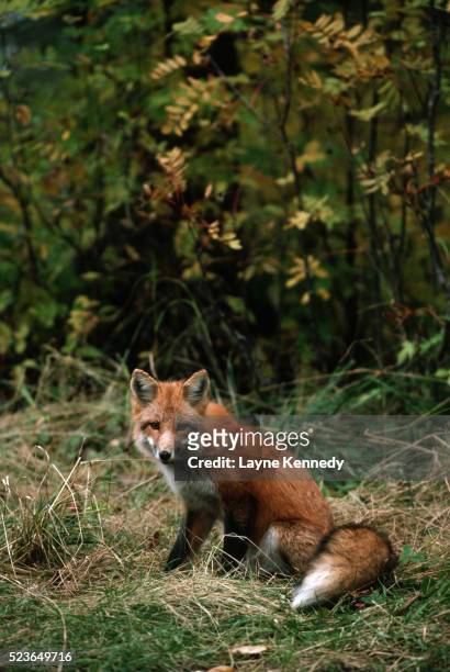 red fox sitting in grass - isle royale national park - fotografias e filmes do acervo