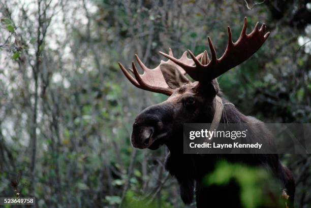 bull moose with radio collar - isle royale national park - fotografias e filmes do acervo