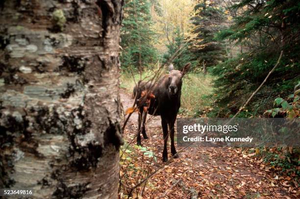 moose calf on hiking trail - isle royale national park stock pictures, royalty-free photos & images