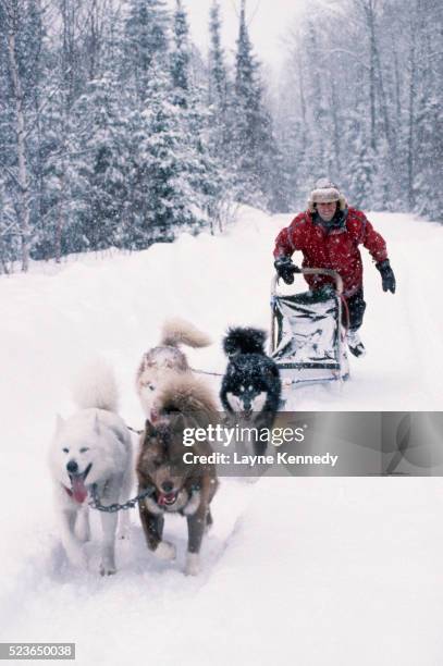 mushing in the boundary waters - animal sledding fotografías e imágenes de stock