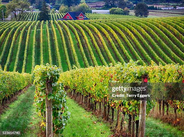 rolling vineyards of yamhill area in willamite valley - willamette valley stock pictures, royalty-free photos & images