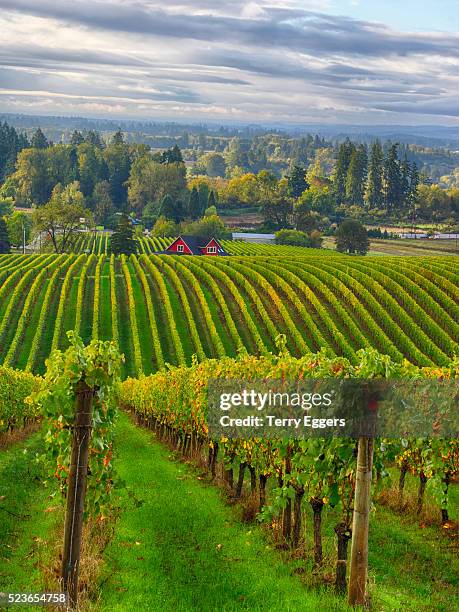 rolling vineyards of yamhill area in willamite valley - willamette valley stock pictures, royalty-free photos & images