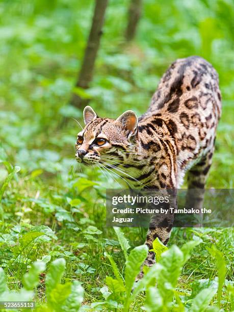 margay in the vegetation - margay stock pictures, royalty-free photos & images