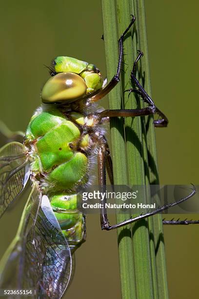 close-up of emperor dragonfly (anax imperator) after metamorphosis on aquatic plant - anax imperator stock-fotos und bilder