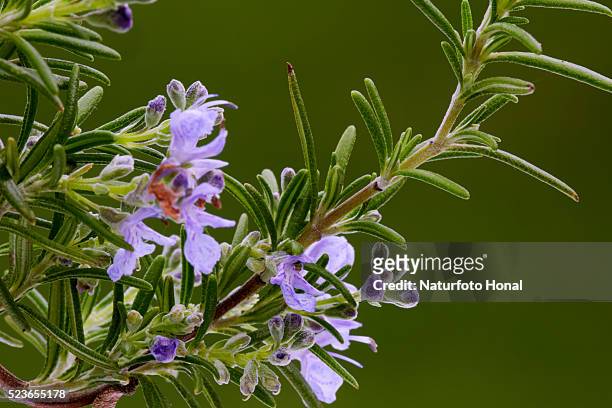rosemary (rosmarinus officinalis) blooming in a garden - rosemary fotografías e imágenes de stock