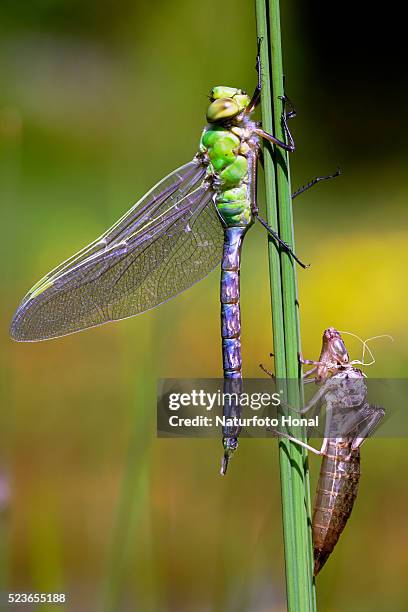 emperor dragonfly (anax imperator) and exuvia after metamorphosis on aquatic plant - anax imperator stock-fotos und bilder