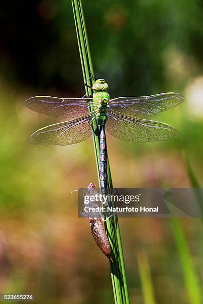 emperor dragonfly (anax imperator) and exuvia after metamorphosis on aquatic plant - anax imperator stockfoto's en -beelden