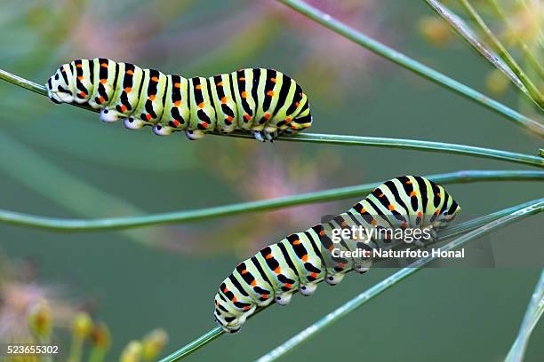 the beautiful rare caterpillars of the swallowtails (papilio machaon) on dill (anethum graveolens) in a rural garden - swallowtail butterfly caterpillar stock pictures, royalty-free photos & images