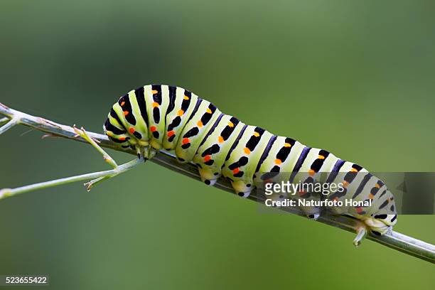 the beautiful rare caterpillar of a swallowtail (papilio machaon) on dill (anethum graveolens) in a rural garden - farfalla a coda di rondine foto e immagini stock
