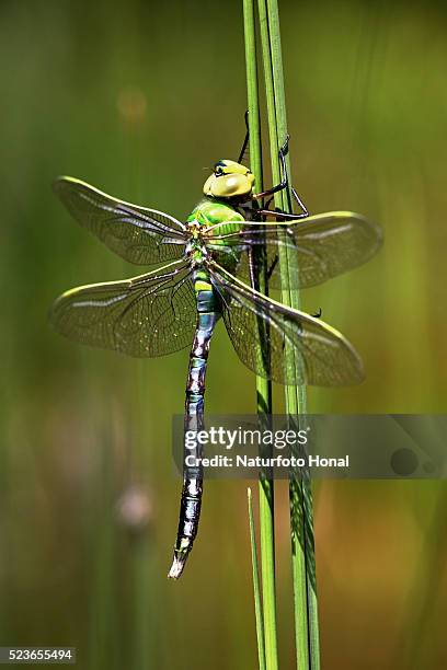 emperor dragonfly (anax imperator) after metamorphosis on aquatic plant - anax imperator stock-fotos und bilder