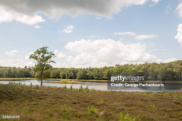 forest area in the province of utrecht - utrecht stockfoto's en -beelden