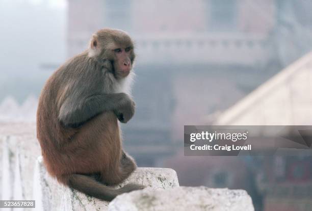 monkey in pashupatinath - rhesus macaque stock pictures, royalty-free photos & images