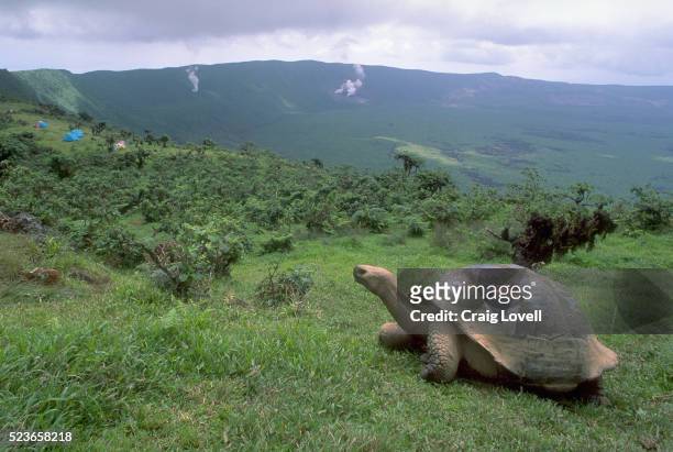 galapagos tortoise on isabela island - îles galapagos photos et images de collection