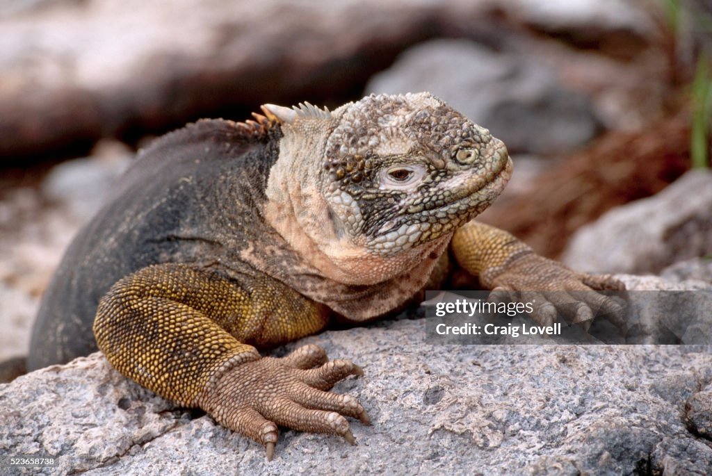 Galapagos Iguana